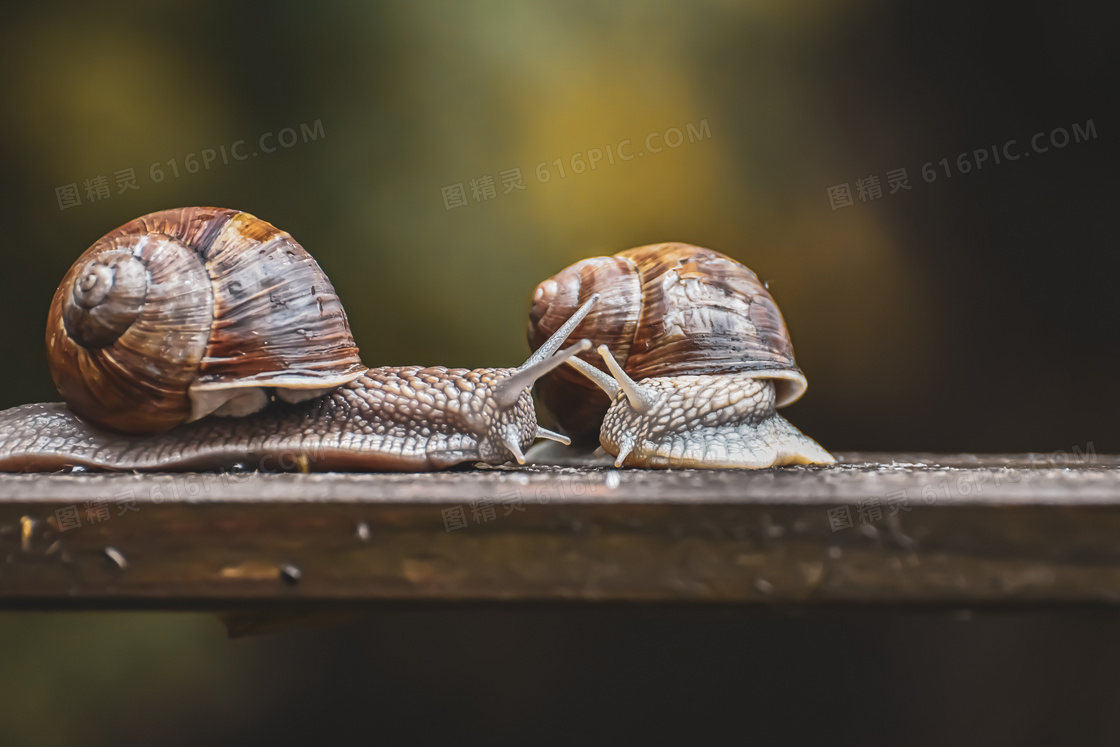 两个蜗牛唯美图片图片