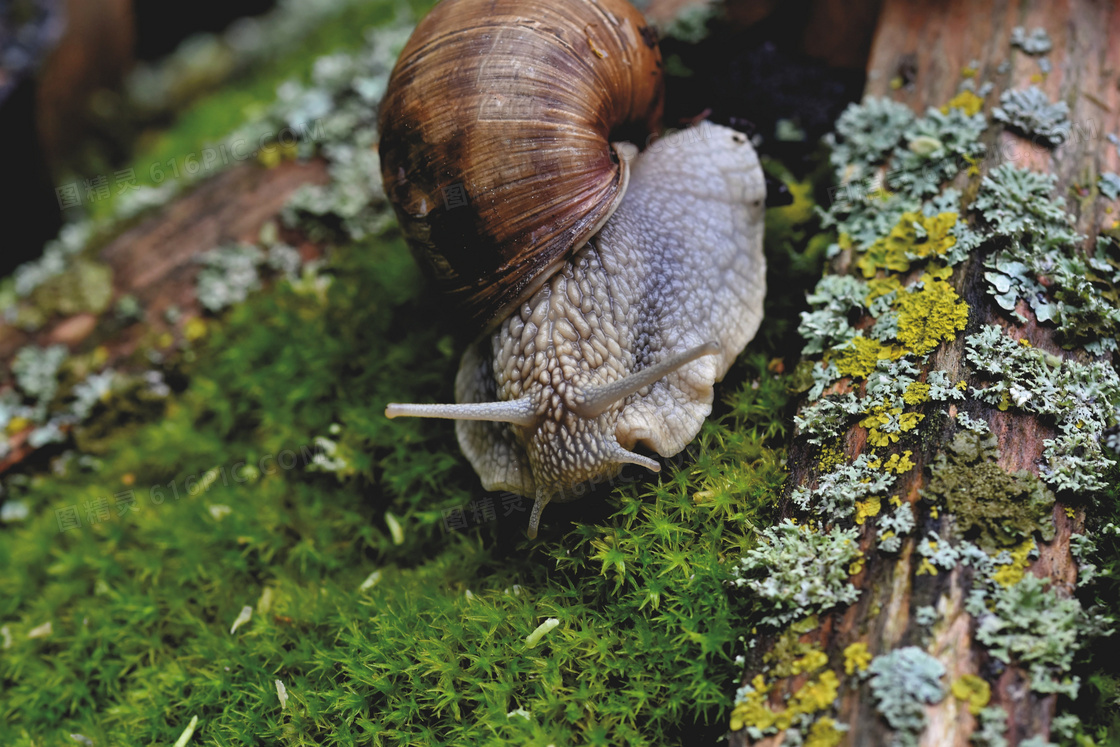 丛林里在朽木旁爬着的蜗牛高清图片