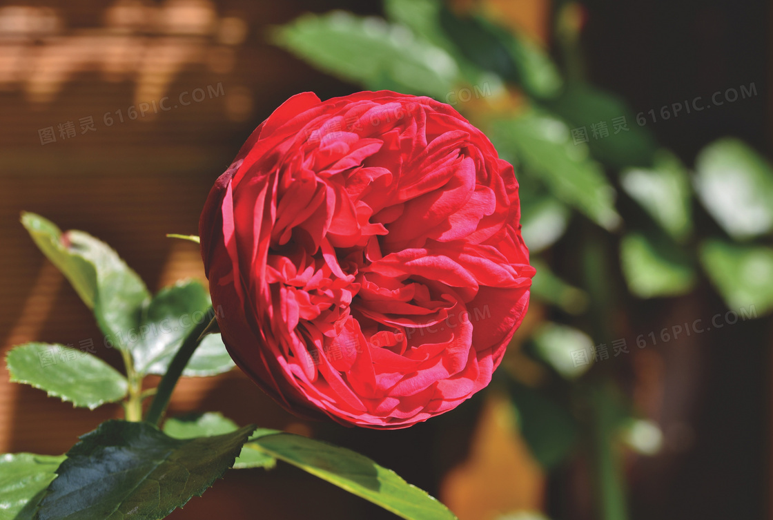 红彤彤的花卉植物特写摄影高清图片