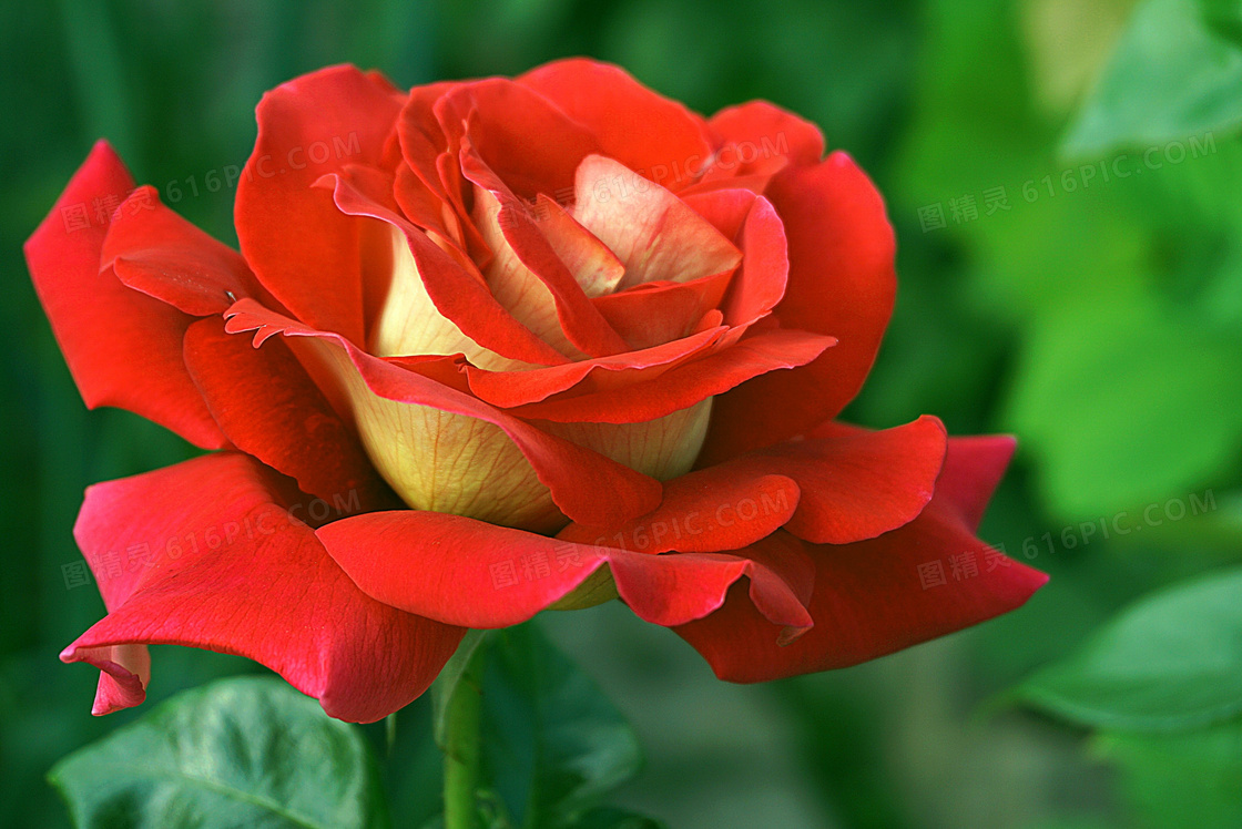 盛开着的红色花卉特写摄影高清图片