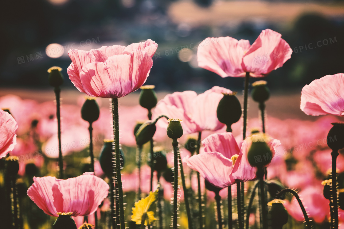 花田里盛开的粉色花朵摄影高清图片
