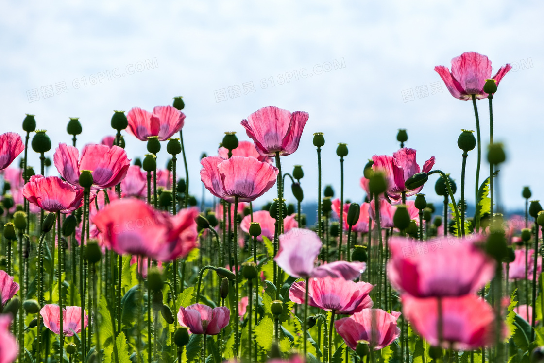 花苞与绽放的粉色鲜花摄影高清图片