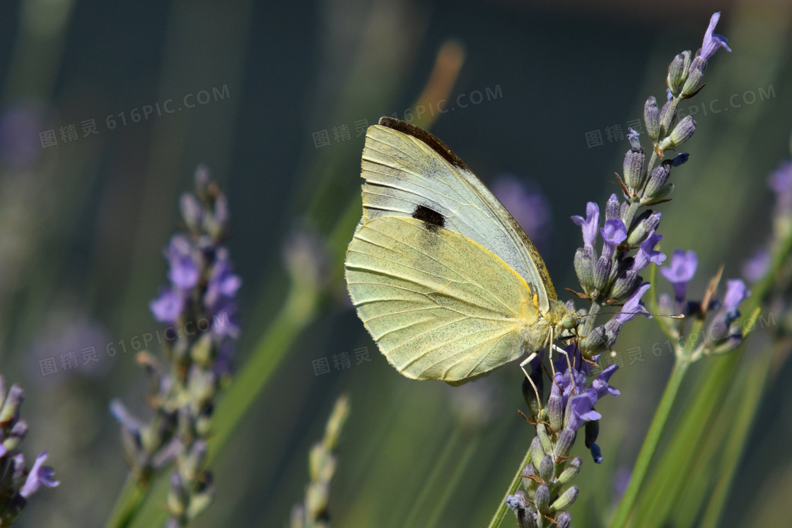 在薰衣草植株上的一只蝴蝶高清图片