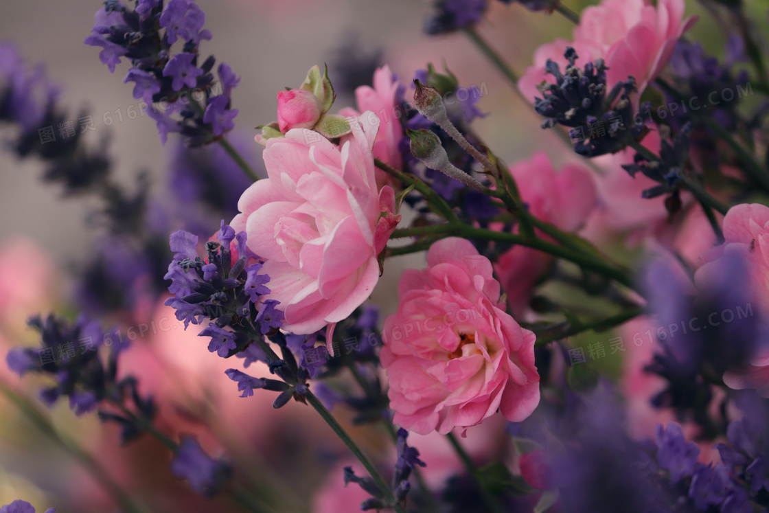 薰衣草与粉红色的鲜花摄影高清图片