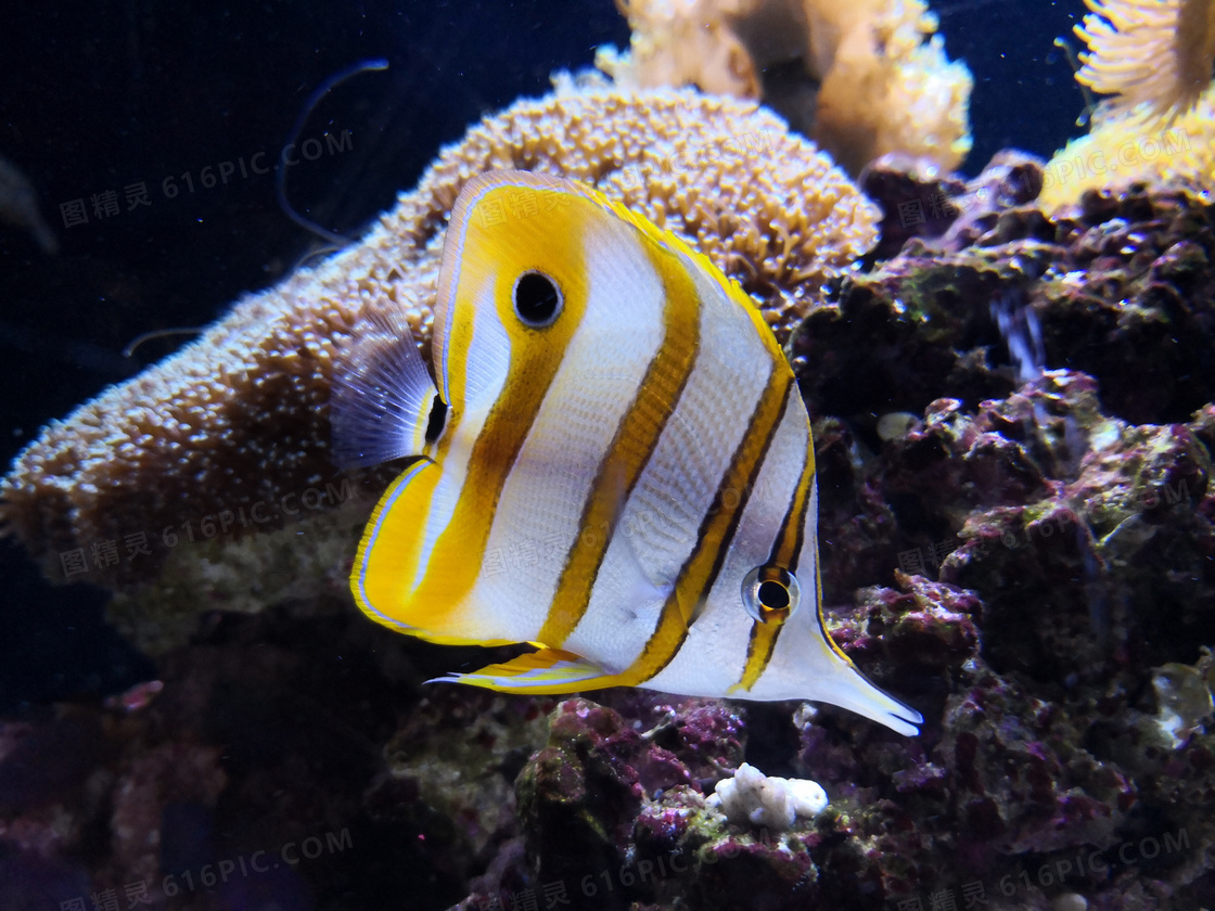 海洋黄色条纹小鱼图片
