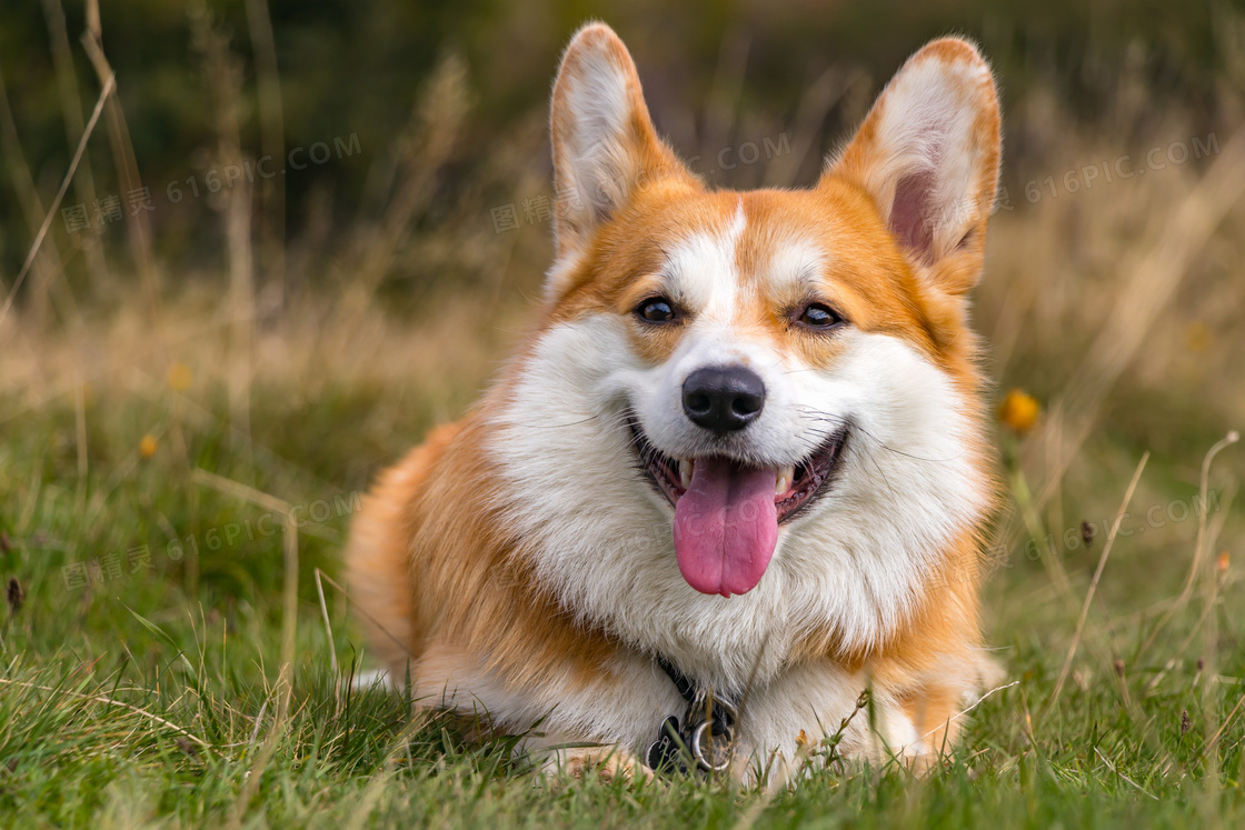 柯基犬小狗图片