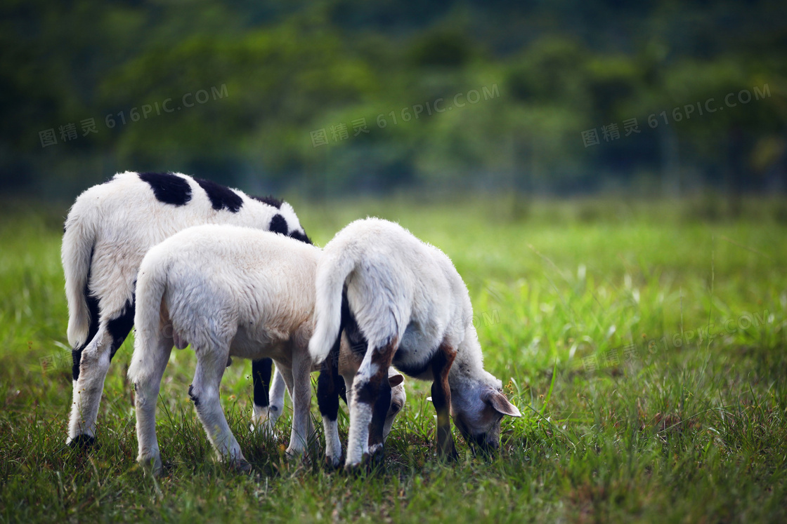 牧场小羊吃草图片