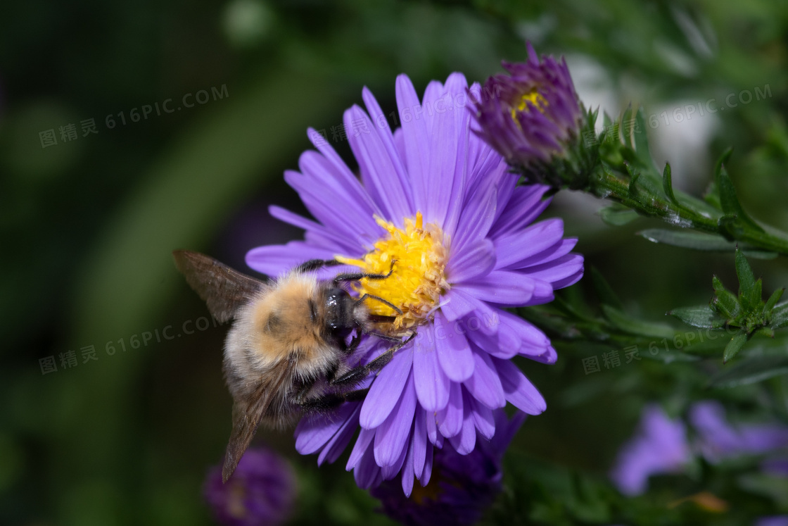 蜜蜂花上授粉图片