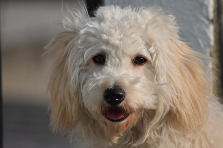 白色长毛宠物狗图片