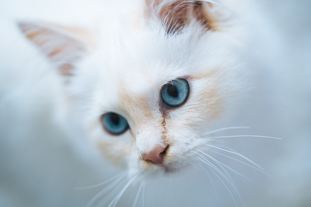 可爱白色小猫jpg图片免费下载_编号1mmh793x1_图精灵