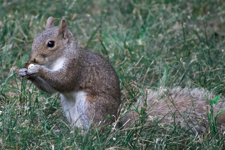 北美花栗鼠图片