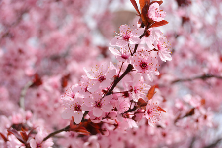 淡雅粉色桃花图片