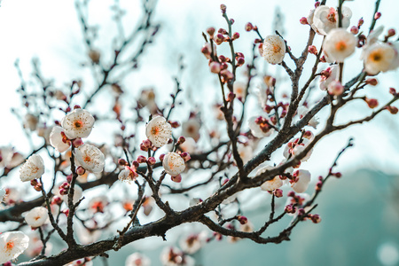 春天梅花美景圖片春天梅花美景圖片大全