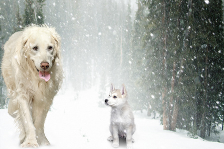 雪地里的小狗狗图片