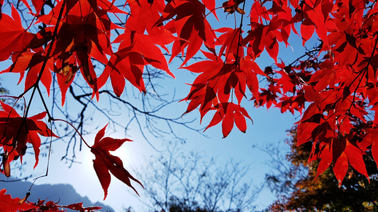 火红枫树叶图片