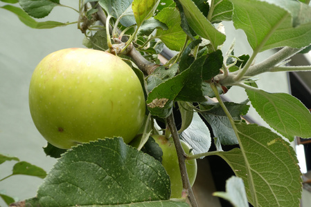 香蕉树上绿色香蕉图片