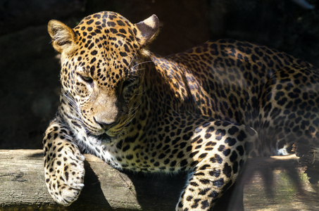 野生動物花豹圖片