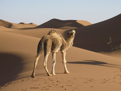 小骆驼过沙漠图片
