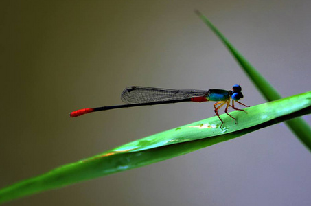 户外小蜻蜓图片