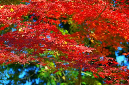 紅色楓葉唯美意境圖片