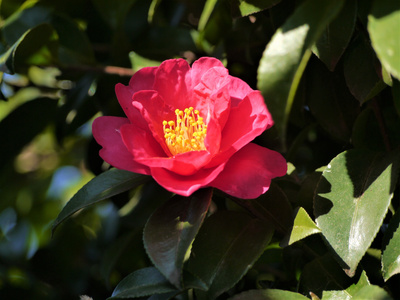 野茶花图片