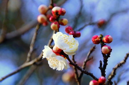 梅花唯美图片 梅花唯美图片大全大图