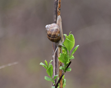 花枝上小蜗牛摄影图片