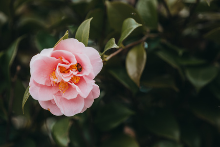 野茶花图片