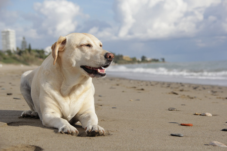 拉布拉多黑色成犬圖片