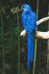 蓝色头尖嘴鸟图片