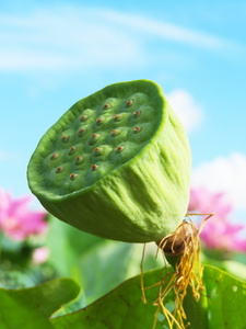 绿色莲蓬摄影图片