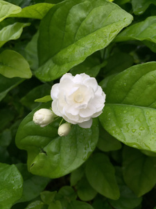 白色茉莉花图片