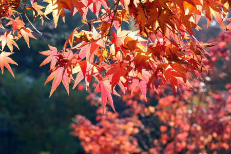 秋天紅楓葉唯美圖片