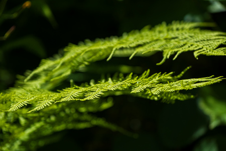 蕨類植物特寫圖片