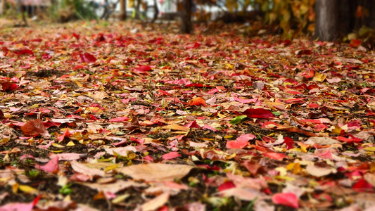 秋季公园中遍地的落叶摄影图片