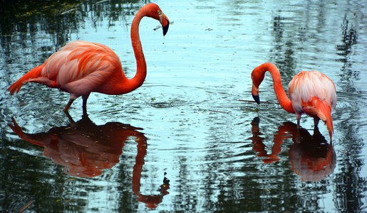 独自寻找食物的火烈鸟摄影高清图片