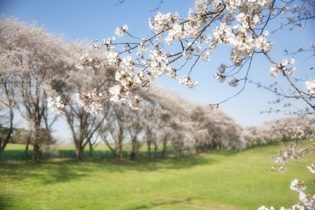 春天公園裡盛開的櫻花攝影高清圖片