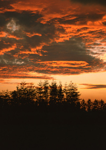 黄昏下美丽的树木剪影摄影图片