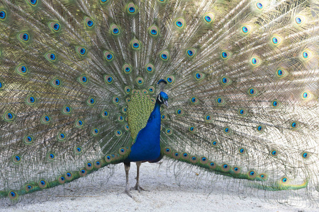 孔雀 peacock-8516676_640.jpg