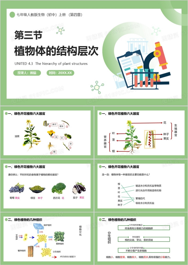 部编版七年级生物上册植物体的结构层次课件PPT模板