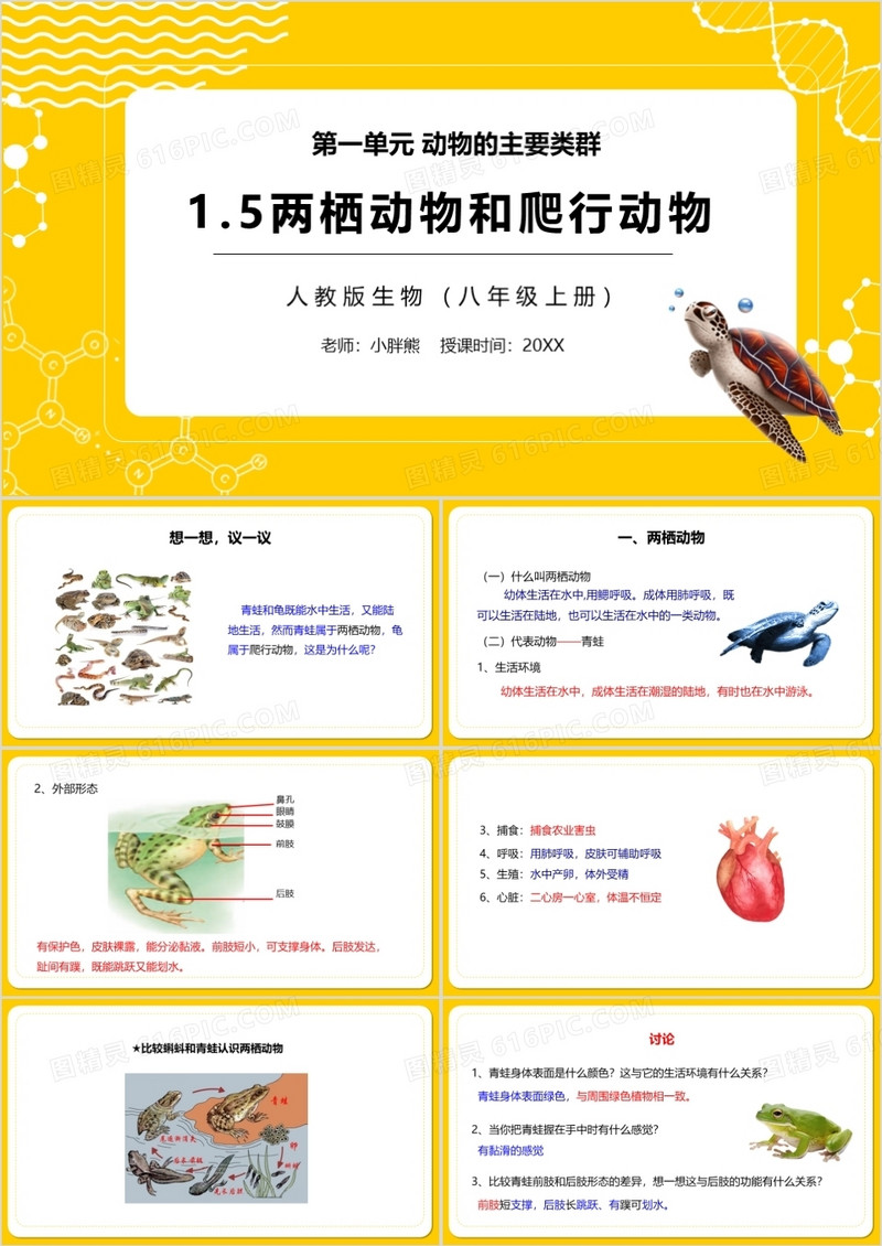 部编版八年级生物上册两栖动物和爬行动物PPT模板