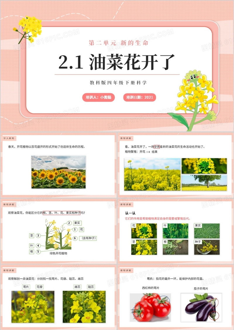 教科版四年级下册油菜花开了课件PPT模板