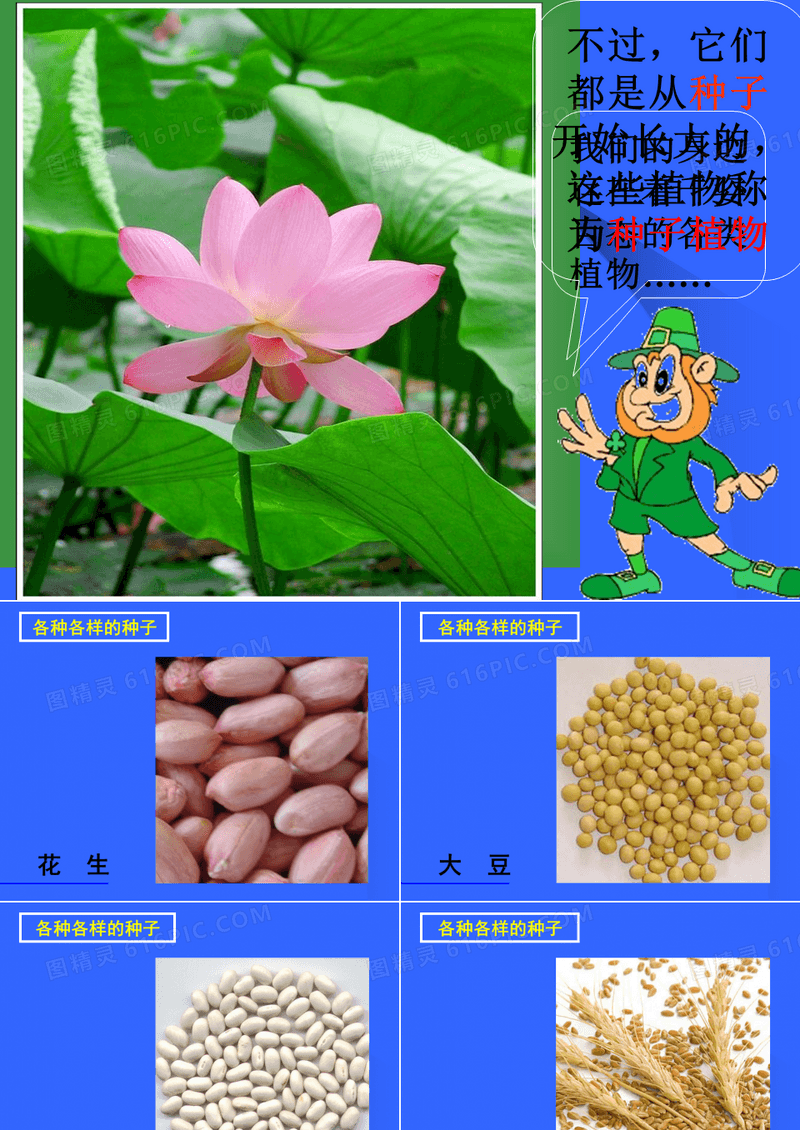 《种子植物》PPT课件