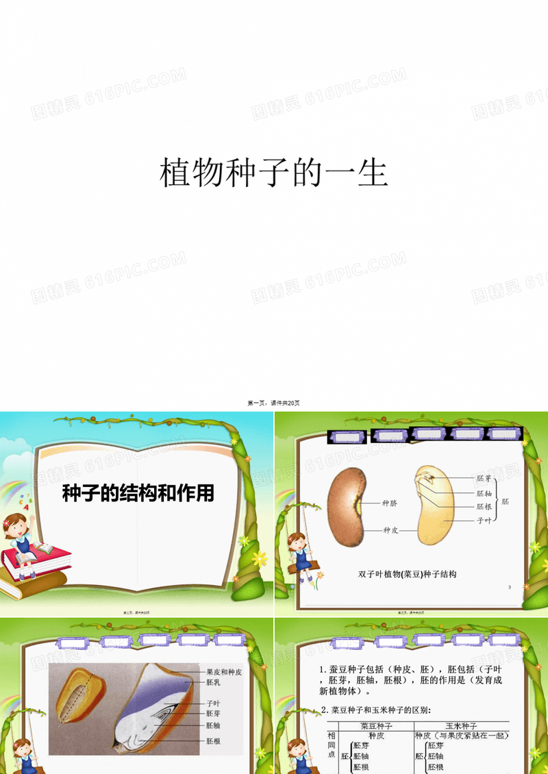 植物种子的一生