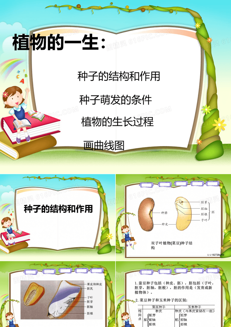 植物种子的一生