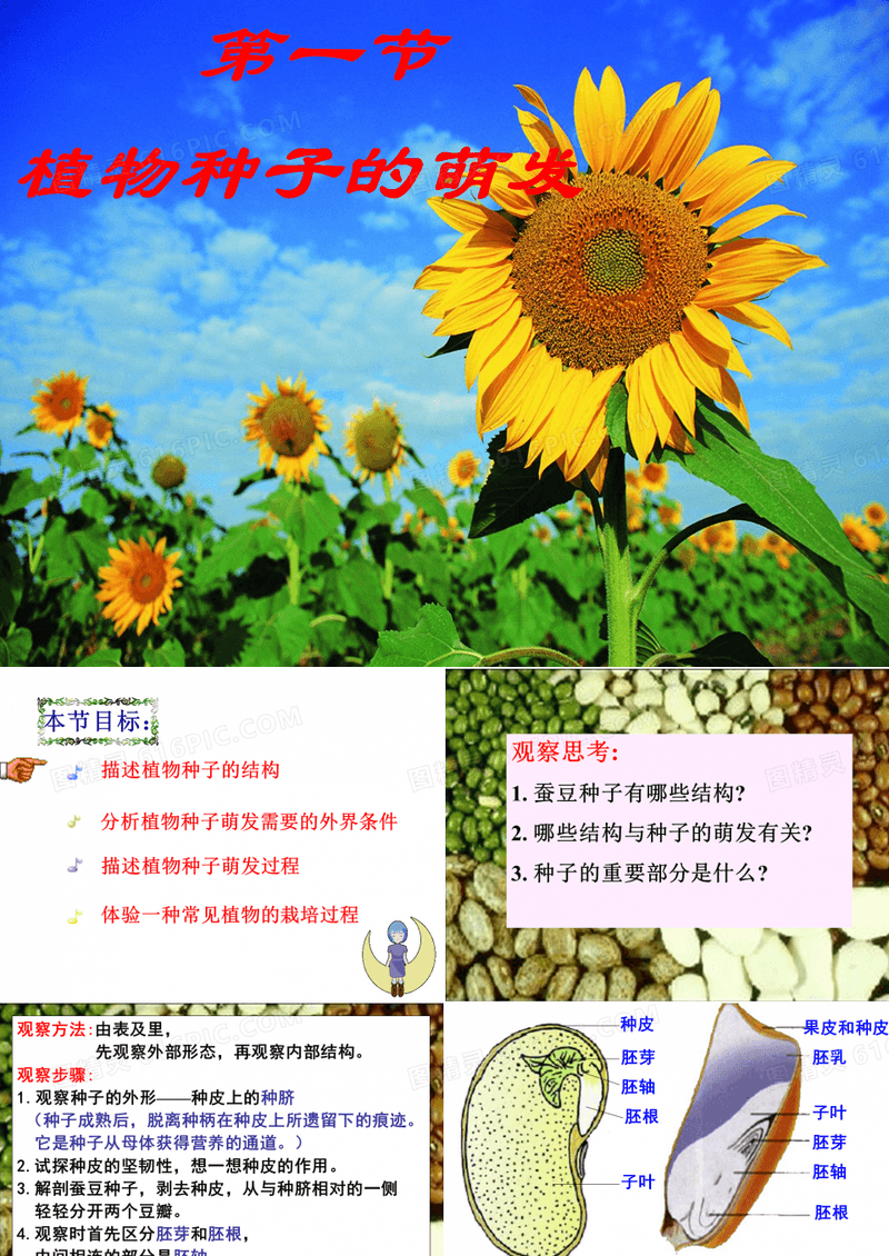 植物种子萌发
