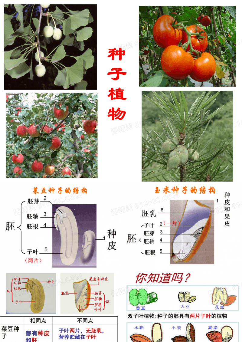 生物 种子植物