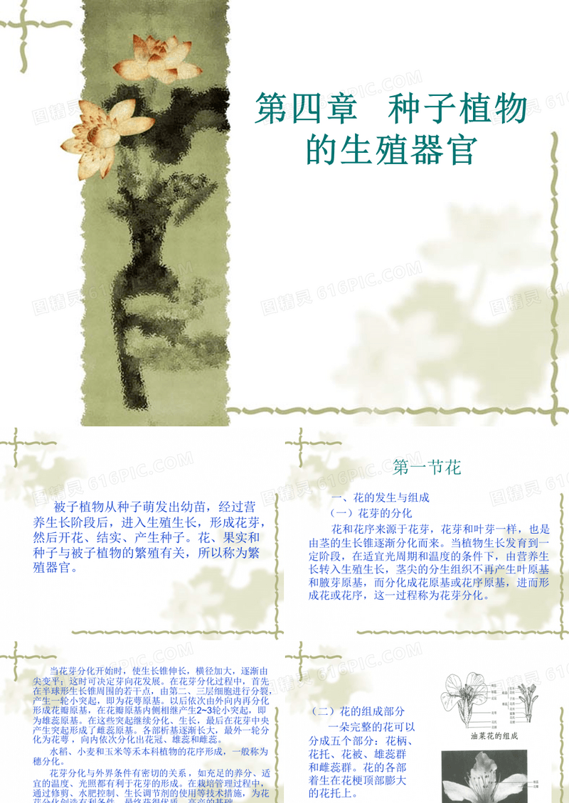 种子植物的生殖器官