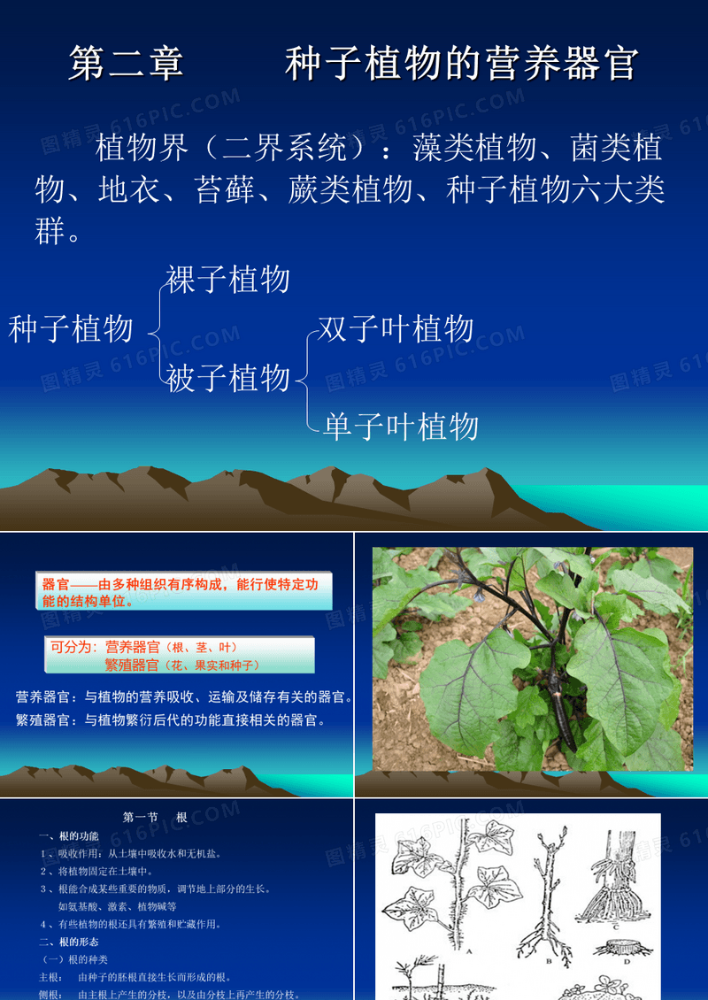 种子植物营养器官