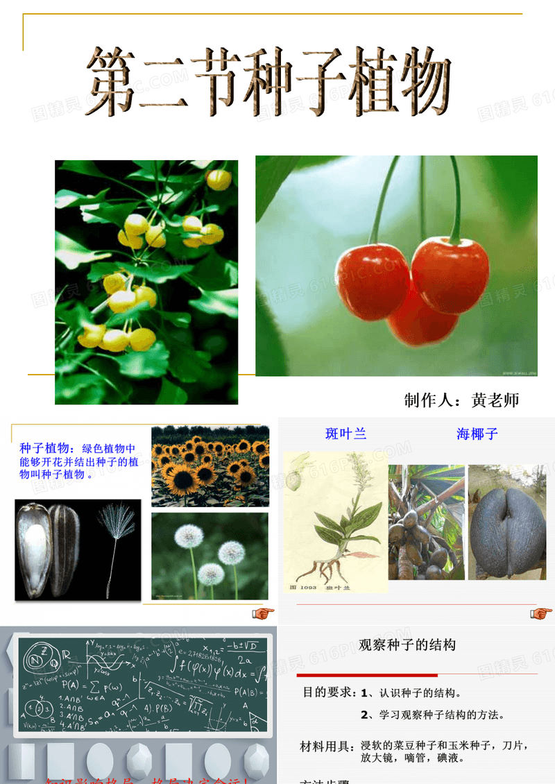 种子植物 PPT
